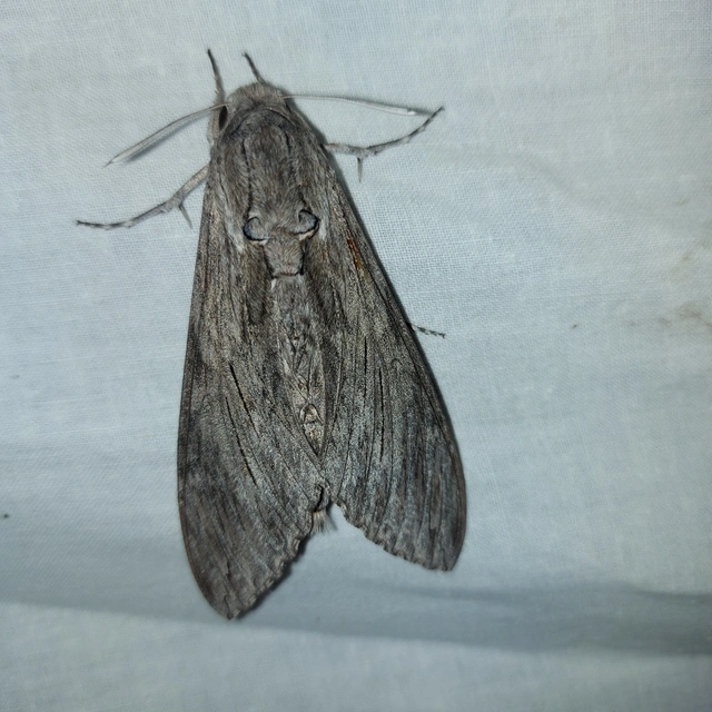 Agrius convolvuli - szulákszender