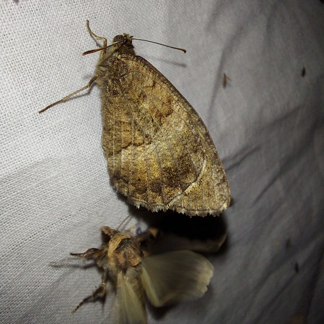 Arethusana arethusa - közönséges szemeslepke