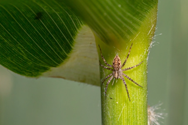 Pisaura mirabilis - csodáspók