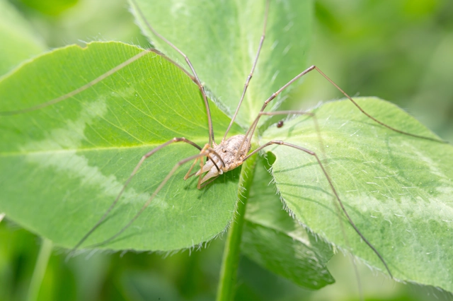 Opiliones - Kaszáspókok