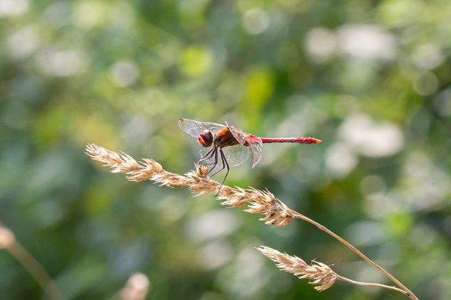 Sympetrum sanguineum - vörös katona-szitakötő