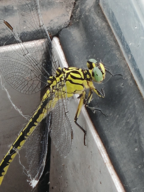 Gomphus flavipes - sárgalábú folyami-szitakötő Gomphus flavipes - sárgalábú folyami-szitakötő
