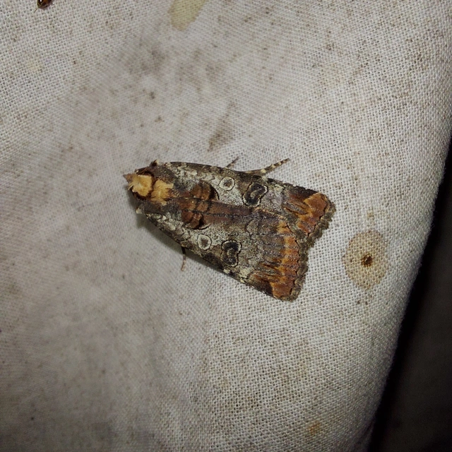 Epilecta linogrisea - karcsú sárgafűbagoly
