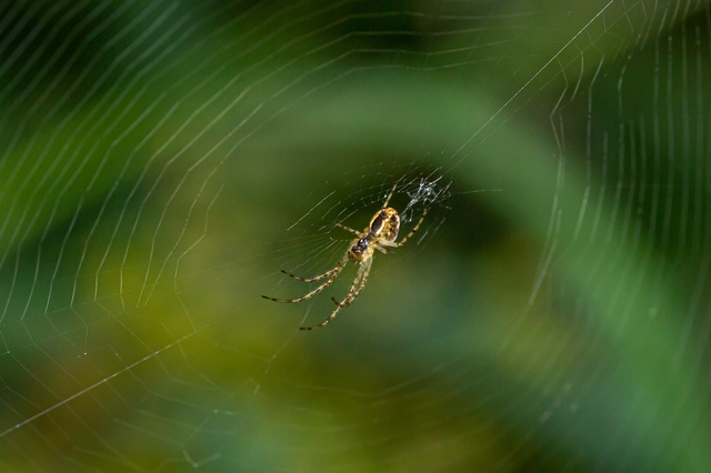 Metellina segmentata/mengei