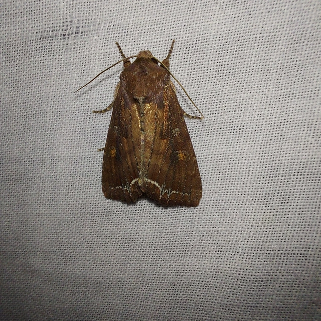 Lacanobia oleracea - saláta-kertibagoly Lacanobia oleracea - saláta-kertibagoly