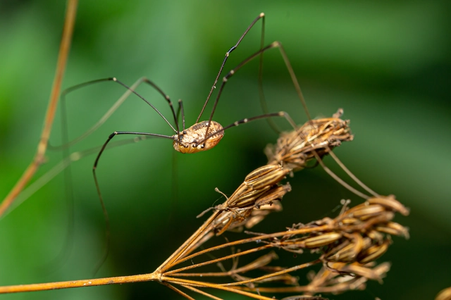 Opiliones - Kaszáspókok