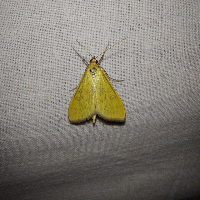 Sitochroa verticalis - világossárga dudvamoly