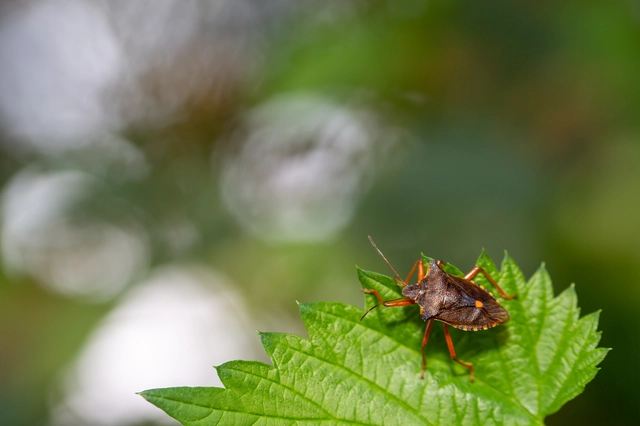 Pentatoma rufipes - vöröslábú címerespoloska Pentatoma rufipes - vöröslábú címerespoloska