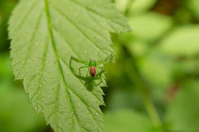 Diaea dorsata - címeres karolópók