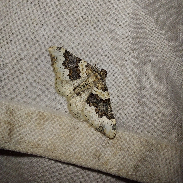 Epirrhoe galiata - sávos galajaraszoló