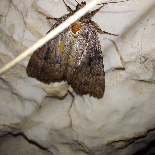 Amphipyra berbera/pyramidea