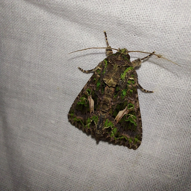 Trachea atriplicis - nyári zöldbagoly