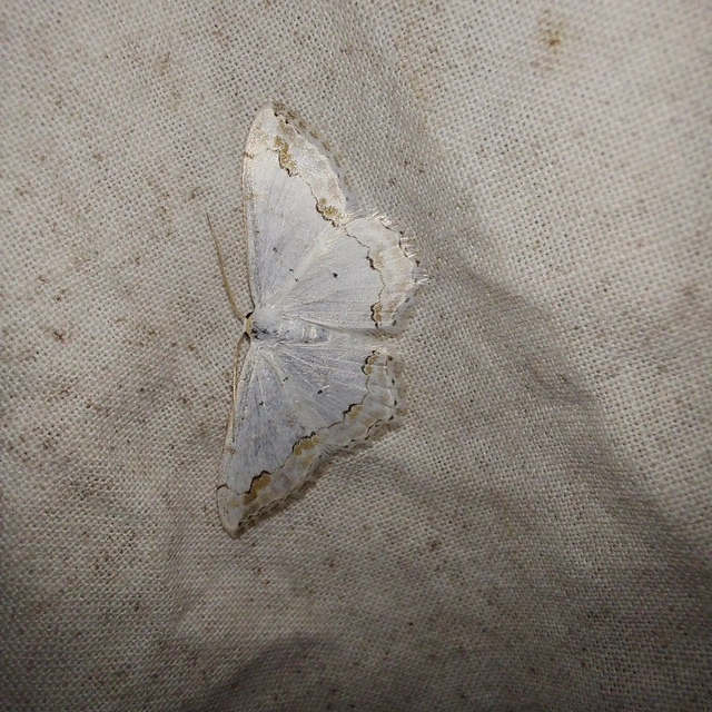 Scopula ornata - díszes fehéraraszoló
