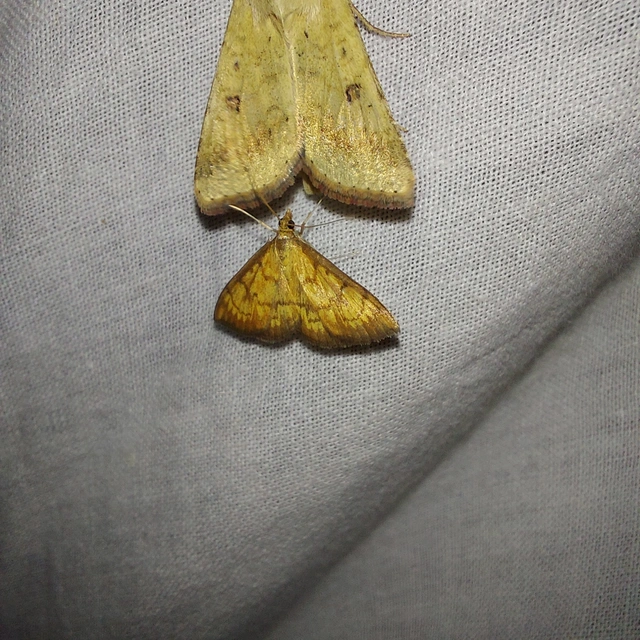 Ecpyrrhorrhoe rubiginalis - rozsdavörös tűzmoly