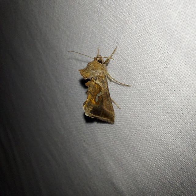 Macdunnoughia confusa - cseppfoltos ezüstbagoly