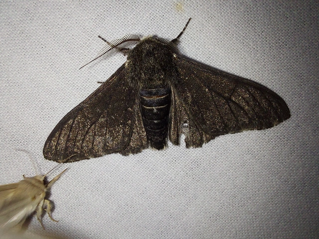 Biston betularia - szürkepettyes araszoló