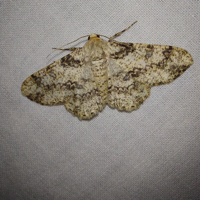 Ascotis selenaria - holdas faaraszoló