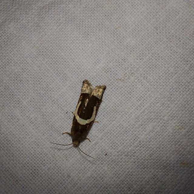 Epiblema foenella - kampósfoltú tükrösmoly