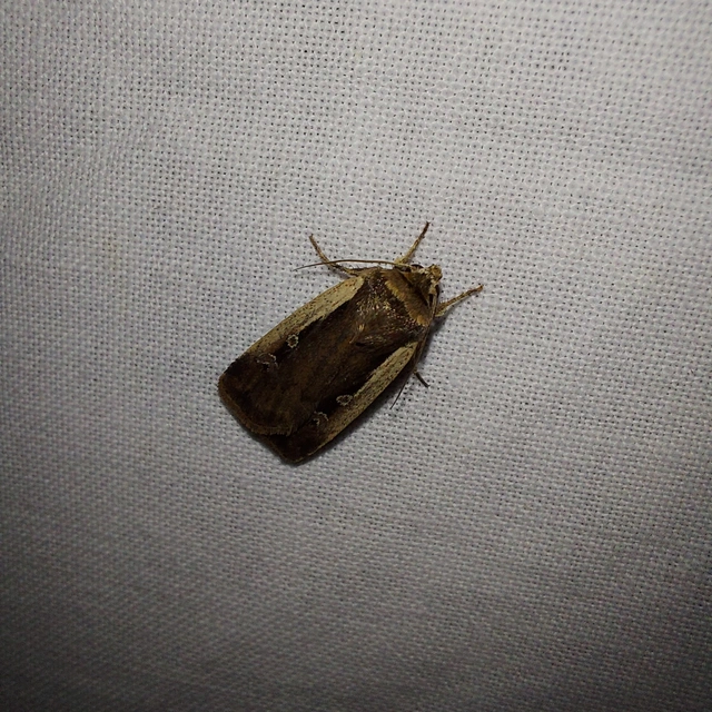 Ochropleura plecta - fehérszegélyű fűbagoly