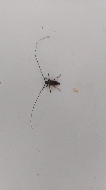 Acanthocinus aedilis - nagy daliáscincér