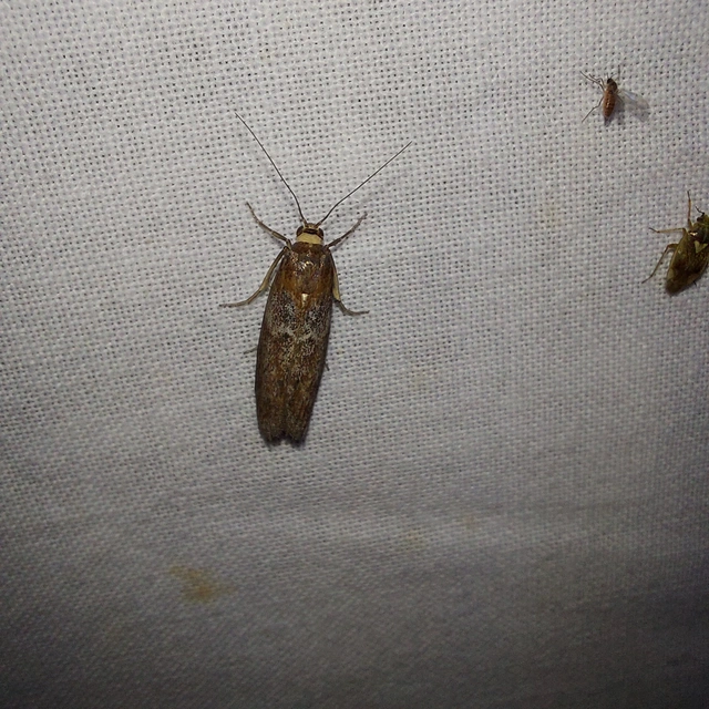 Selagia spadicella - kékfényű karcsúmoly