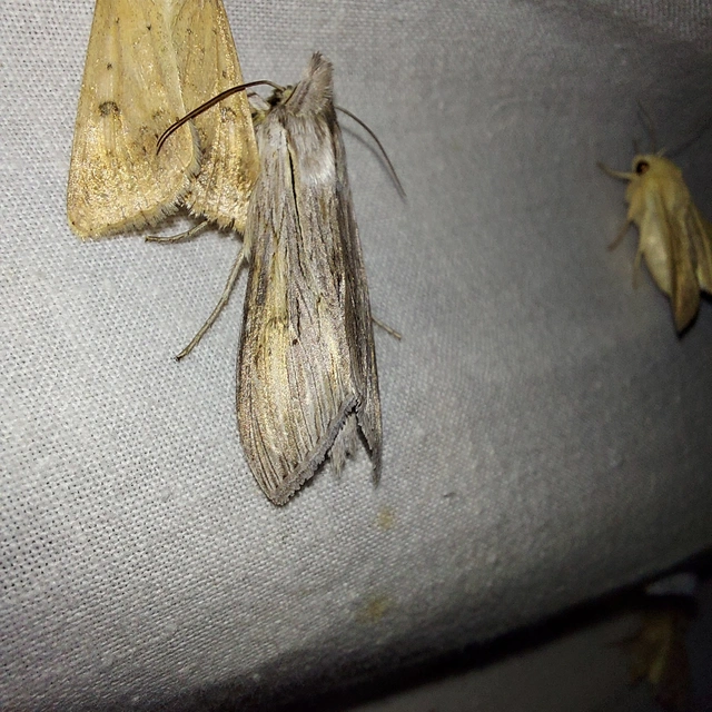 Cucullia umbratica - közönséges csuklyásbagoly
