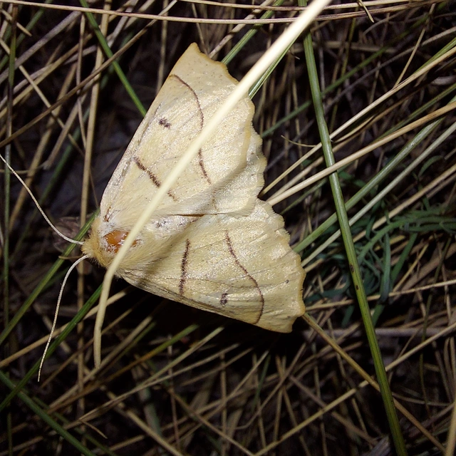 Crocallis elinguaria - sárga sávosaraszoló