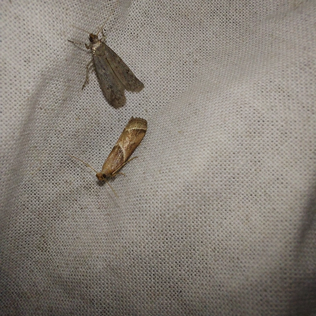 Nyctegretis lineana - agátszínű karcsúmoly