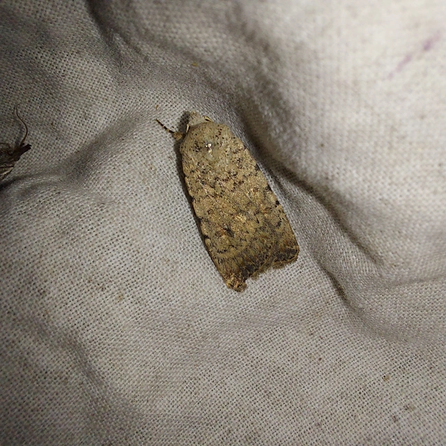 Paradrina clavipalpis - közönséges selymesbagoly