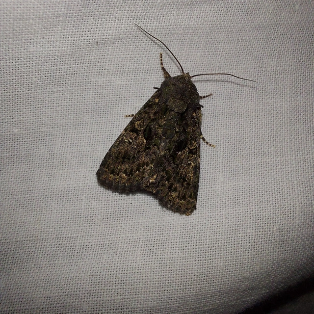 Anophia leucomelas - déli folyófűbagoly