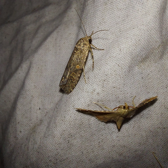Spodoptera exigua - apró jegyesbagoly