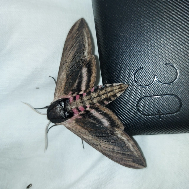 Sphinx ligustri - fagyalszender