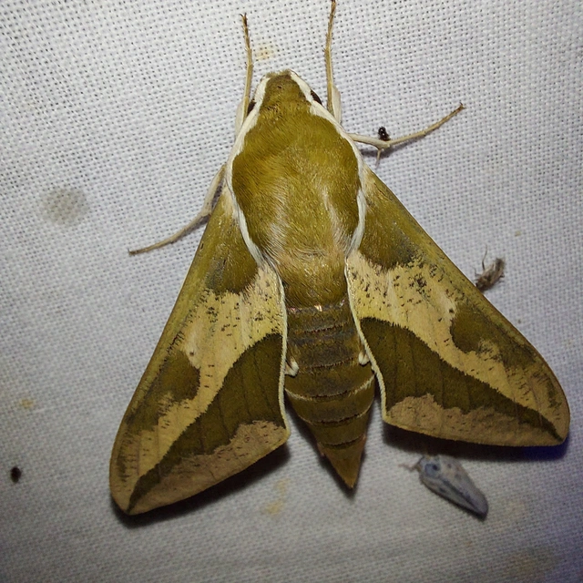 Hyles euphorbiae - kutyatejszender