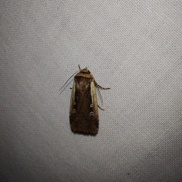 Ochropleura plecta - fehérszegélyű fűbagoly