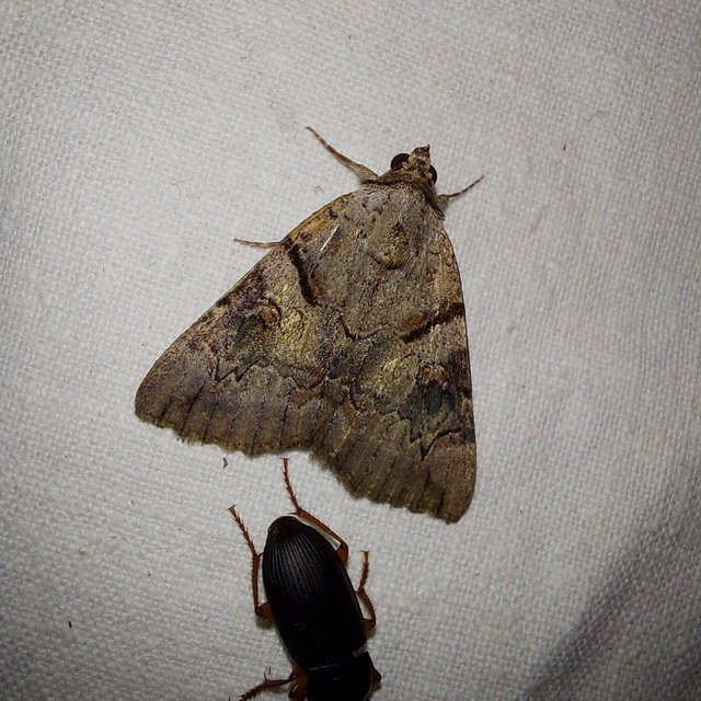 Catocala hymenaea - kökény-övesbagoly