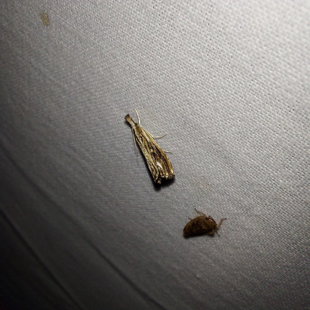 Catoptria verellus - kormos fűgyökérmoly