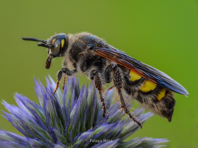Colpa sexmaculata - hatfoltos tőrösdarázs
