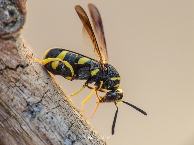 Leucospis dorsigera