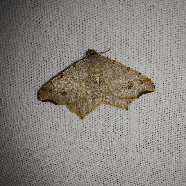 Macaria alternata - közönséges szürkearaszoló