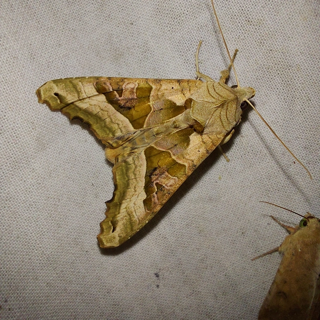 Phlogophora meticulosa - vándorló csipkésbagoly