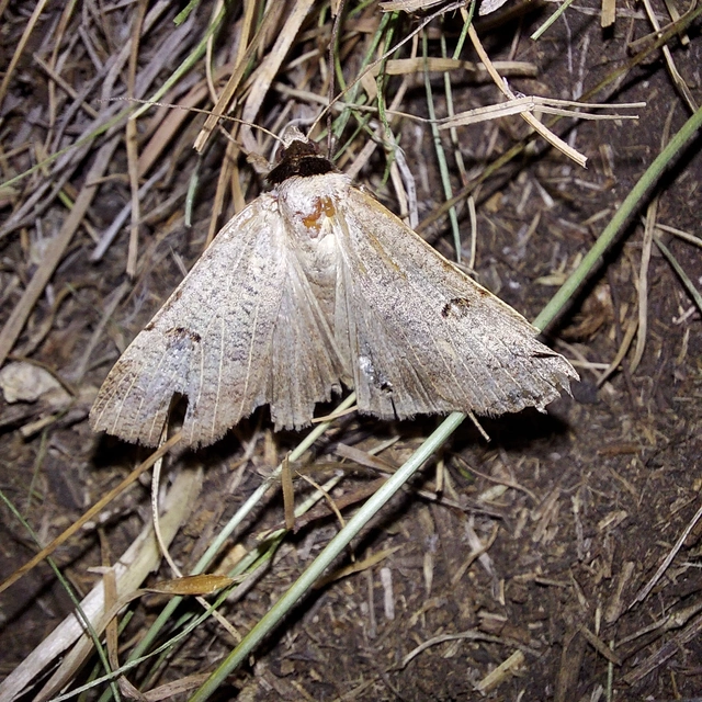 Lygephila craccae - gyakori csüdfűbagoly