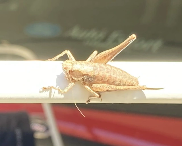 Pholidoptera griseoaptera - szürke avarszöcske