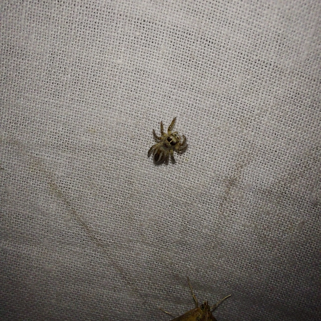 Philaeus chrysops - piros ugrópók