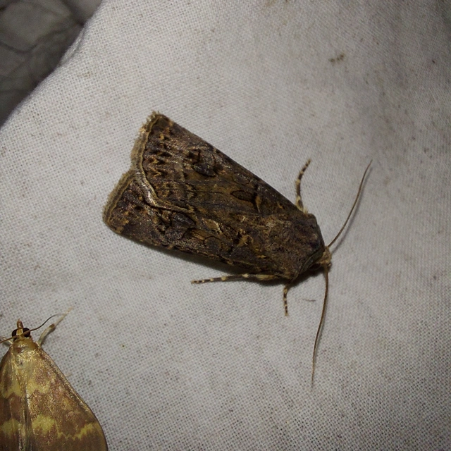 Agrotis bigramma - kétjegyű földibagoly