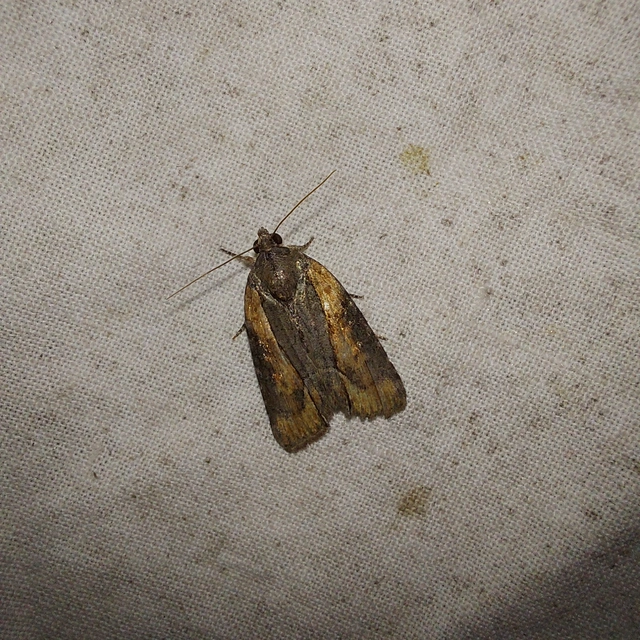 Bryophila raptricula/felina