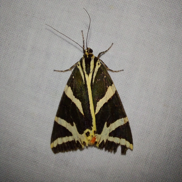 Euplagia quadripunctaria - csíkos medvelepke