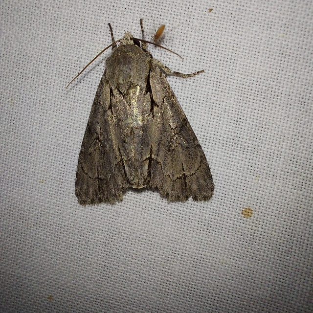 Acronicta cuspis/tridens/psi