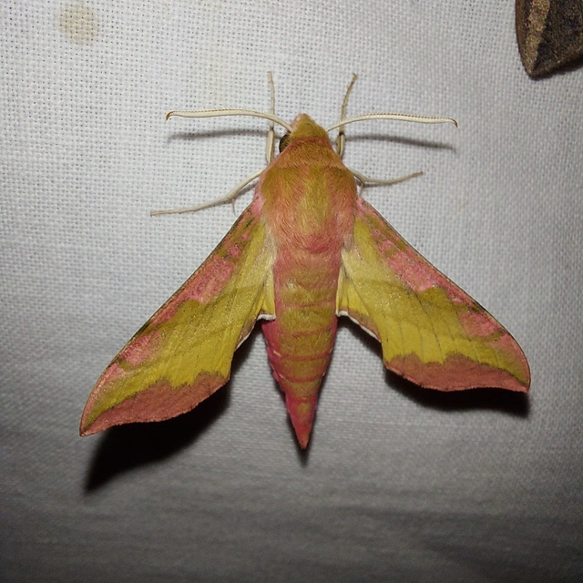 Deilephila porcellus - piros szender