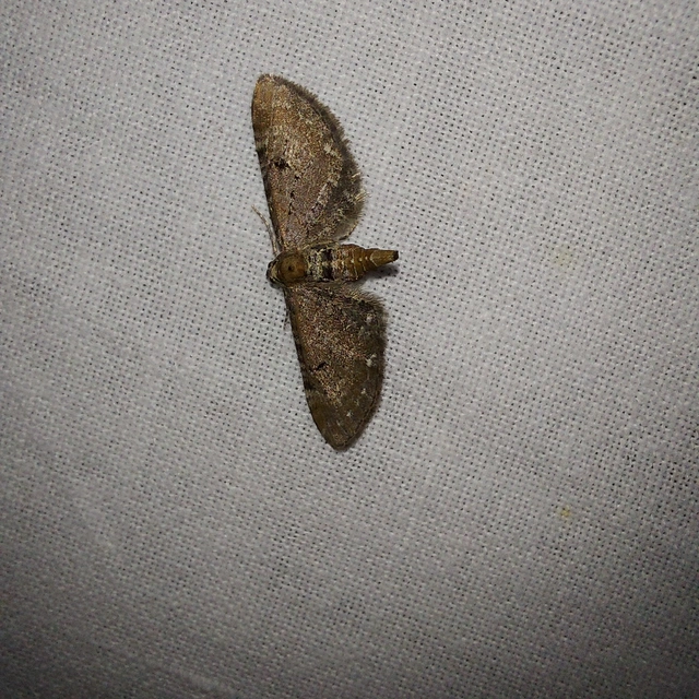 Eupithecia absinthiata - üröm-törpearaszoló