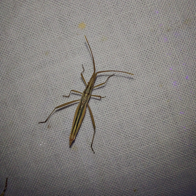 Chorosoma